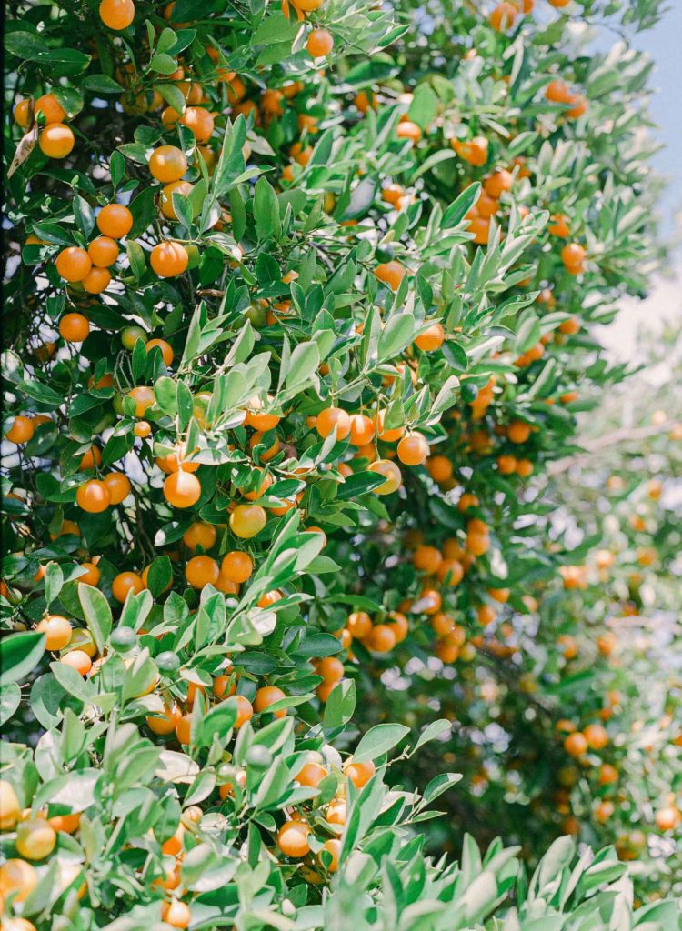 mandarin fruit tree